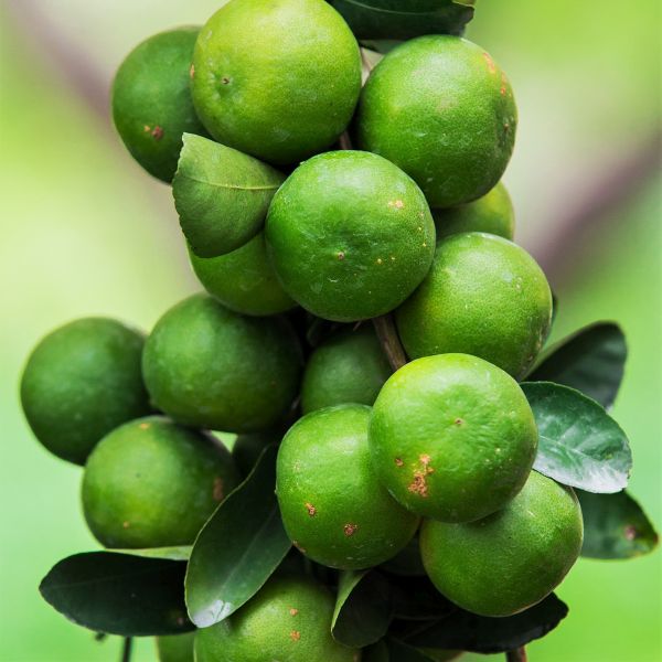 Giant Key Lime Tree