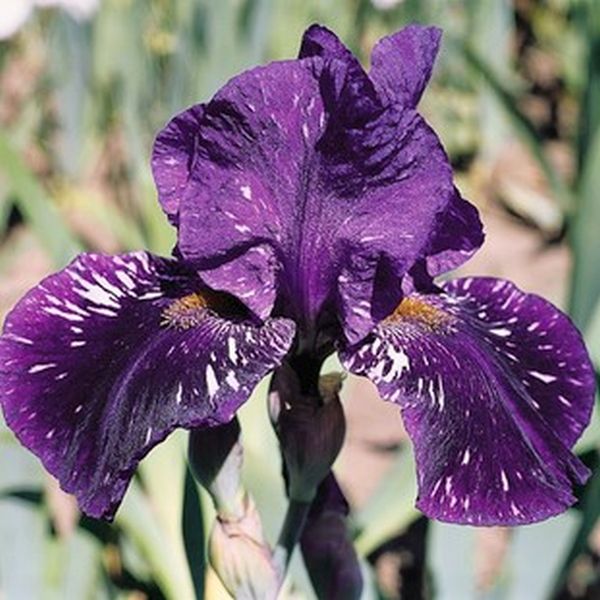 Gnu Again Tall Bearded Iris