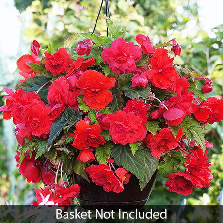 Red Hanging Basket Begonia