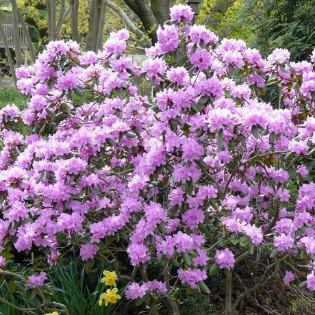 P.J.M. Rhododendron