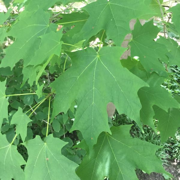 Green Mountain&reg; Sugar Maple