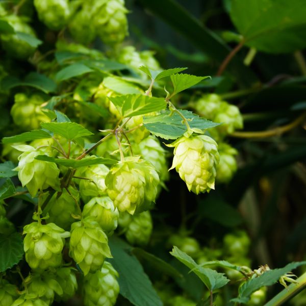 AlphAroma Hop