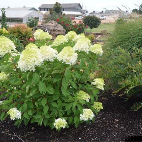 Phantom Panicle Hydrangea