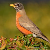 Audubon&reg; Native Coralberry Bush