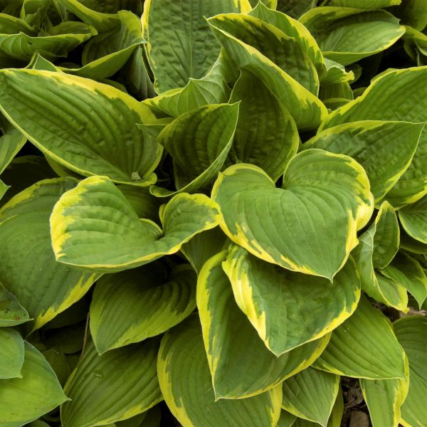 Aureomarginata Hosta