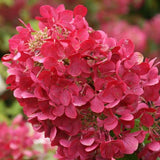 First Editions&reg; Diamond Rouge&trade; Panicle Hydrangea