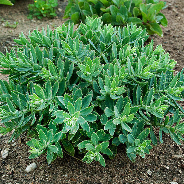 Rock 'N Round&trade; Pure Joy Sedum