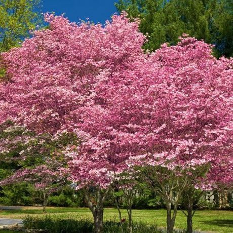 Pink Flowering Dogwood