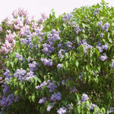 Wedgewood Blue Lilac