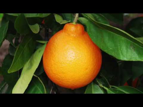 California Honey Mandarin Tree