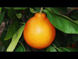 California Honey Mandarin Tree