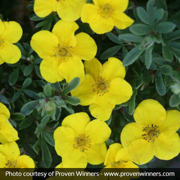 Happy Face? Yellow Potentilla