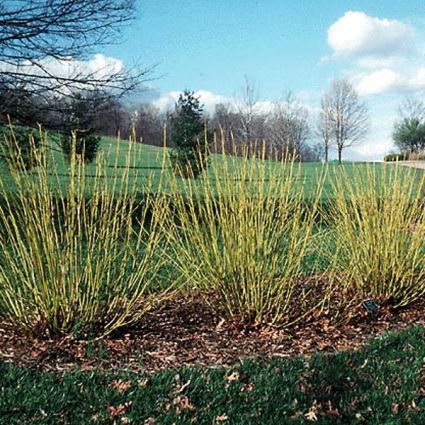 Bud's Yellow Dogwood