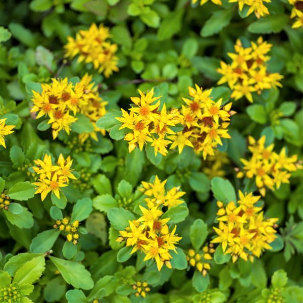 Kamtschaticum Sedum