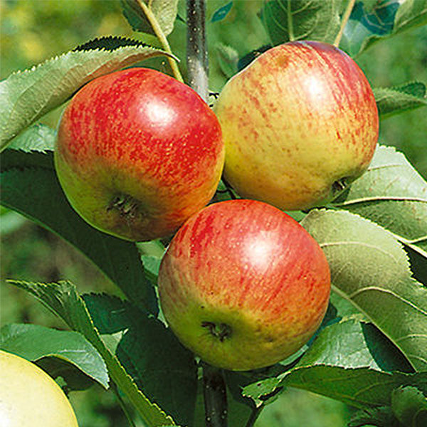 Liberty Apple Tree