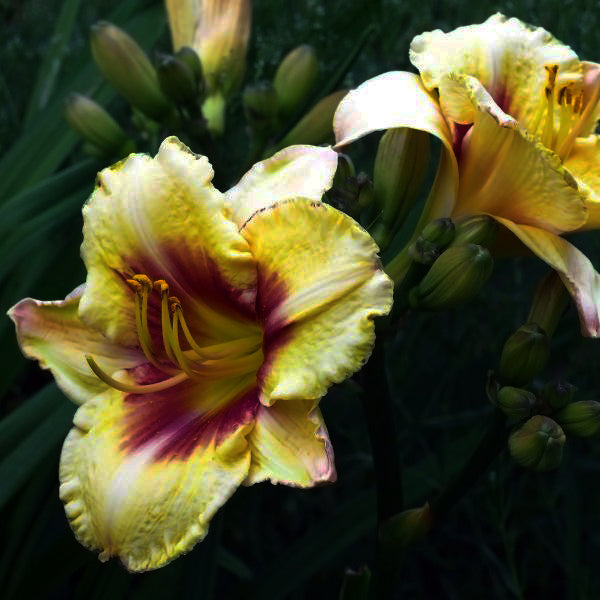 El Desperado Daylily