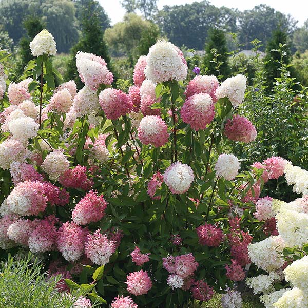 Zinfin Doll&reg; Panicle Hydrangea