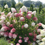 Zinfin Doll&reg; Panicle Hydrangea