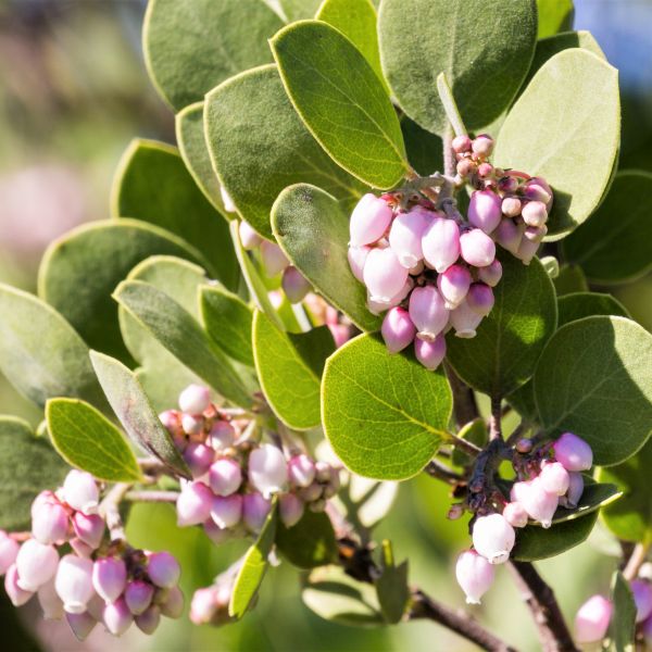 Louis Edmunds Manzanita