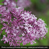 Bloomerang&reg; Lilac