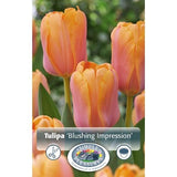 Blushing Impression Tulip