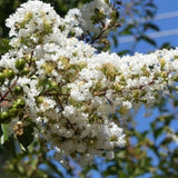 Natchez Crape Myrtle Tree