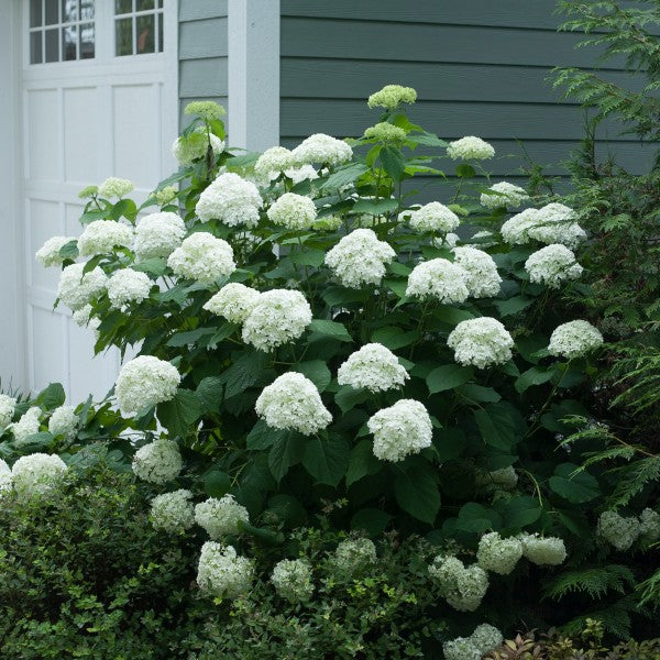 Incrediball&reg; Hydrangea