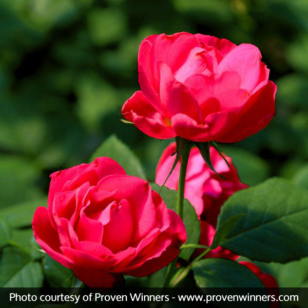 Oso Easy&reg; Double Red Rose