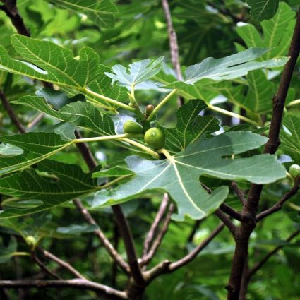 Celeste Fig Tree