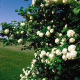 Common Snowball Viburnum