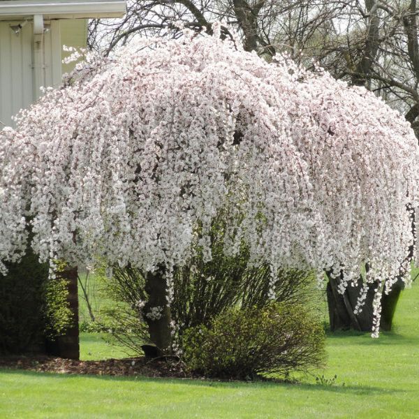 White  SNOW FOUNTAINS&reg; Weeping Cherry