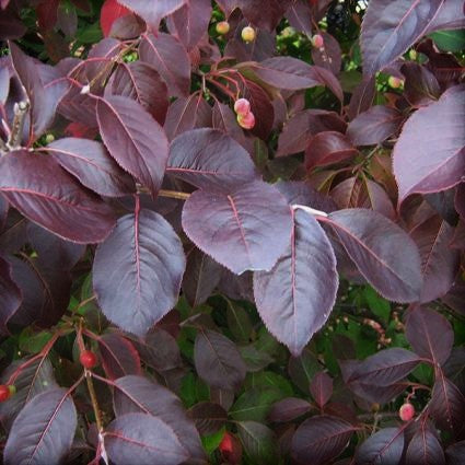 Forest Rouge Blackhaw Viburnum