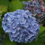 Cityline&reg; Vienna Bigleaf Hydrangea