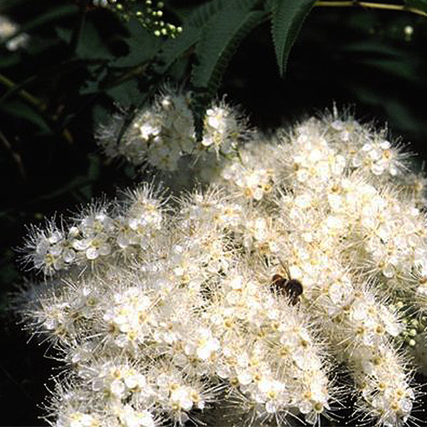 Ash Leaf Spirea