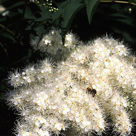 Ash Leaf Spirea