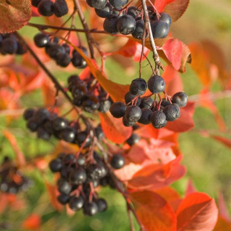 Iroquois Beauty Black Chokeberry