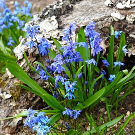 Spring Beauty Siberica