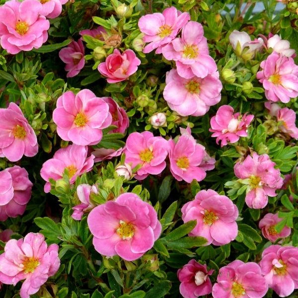 Happy Face&reg; Pink Paradise Potentilla