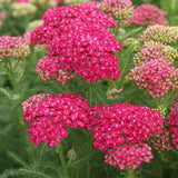 Saucy Seduction Yarrow