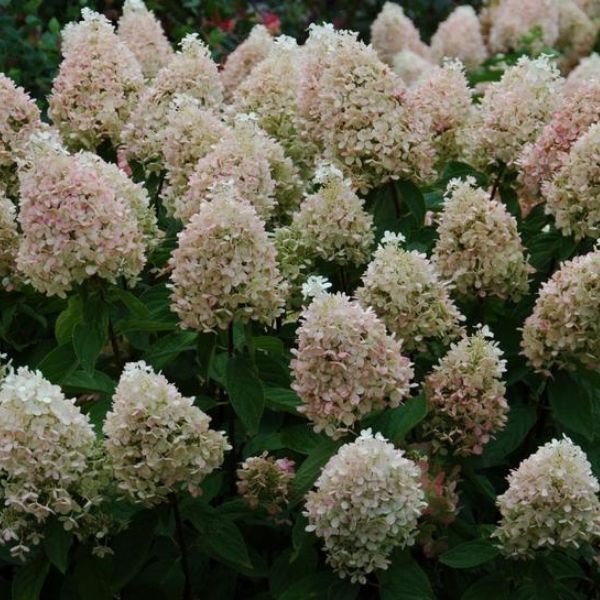 Sweet Summer Panicle Hydrangea