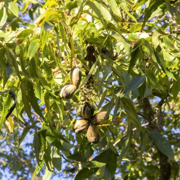 Candy Pecan Tree