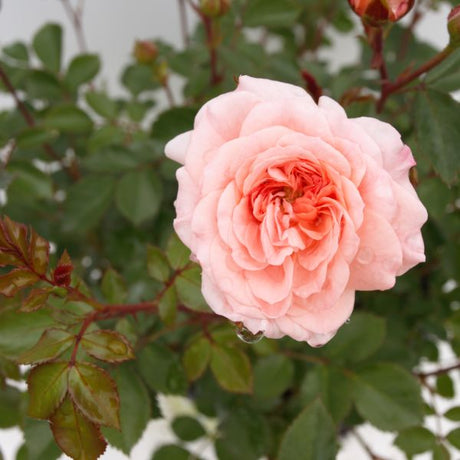 Apricot Drift&reg; Rose