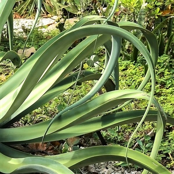 Octopus Agave