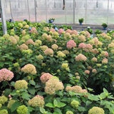 Bella Anna Hydrangea