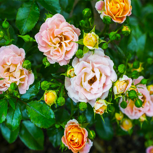 Peach Drift® Groundcover Rose | Buy at NatureHills.com