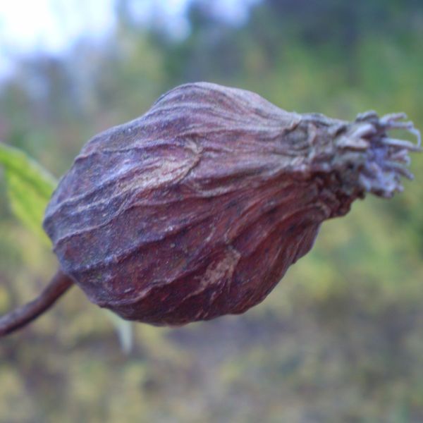 Sweetshrub