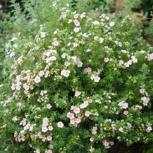 Happy Face&reg; Pink Paradise Potentilla