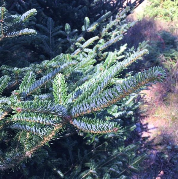 Fraser Fir