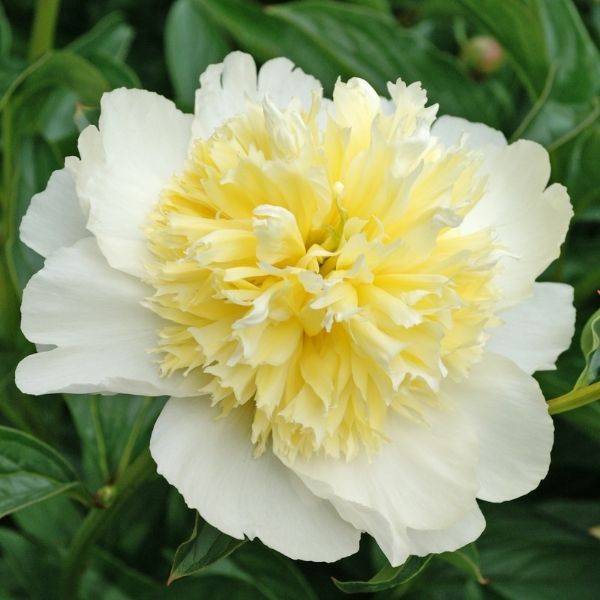 Honey Gold Peony