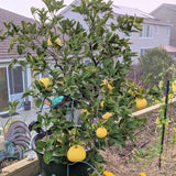 Oro Blanco Grapefruit Tree